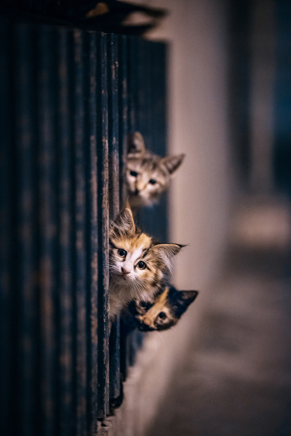 Did some one meow..?! Poster och Canvastavla