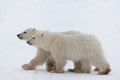 COY Cub of the year Poster och Canvastavla