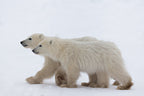 COY Cub of the year Poster och Canvastavla