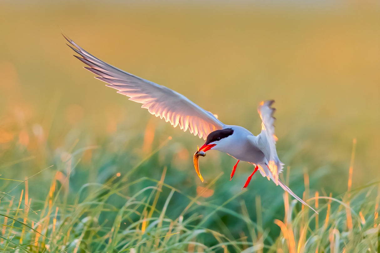 Common Tern Poster och Canvastavla