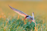 Common Tern Poster och Canvastavla