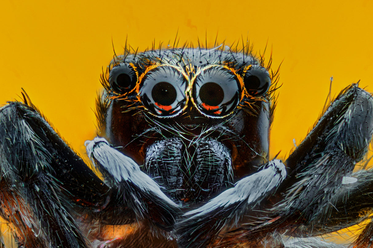 The Spider Poster och Canvastavla