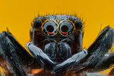 The Spider Poster och Canvastavla