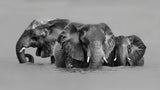 Elephant Crossing The River Poster och Canvastavla