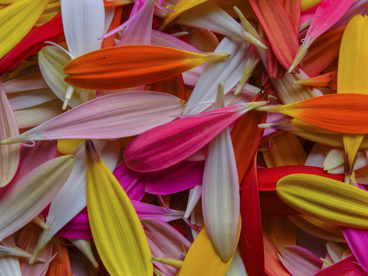colorful flower petals Poster och Canvastavla