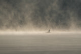 Morning exercise in the mist Poster och Canvastavla