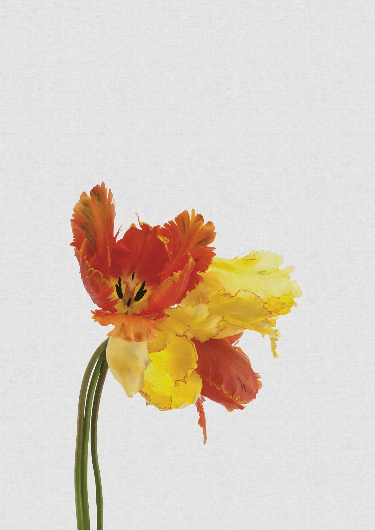 Tulip Still Life Poster och Canvastavla