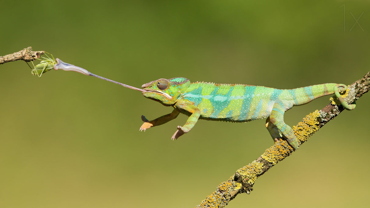Panther chameleon Poster och Canvastavla