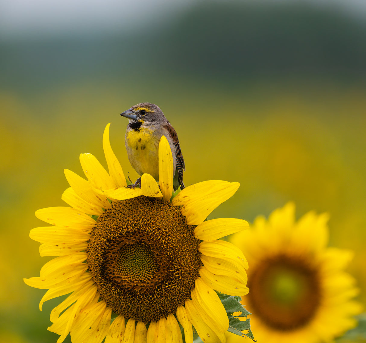Bird on a sunflower Poster och Canvastavla