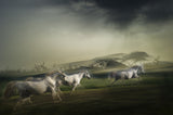 After the storm Poster och Canvastavla