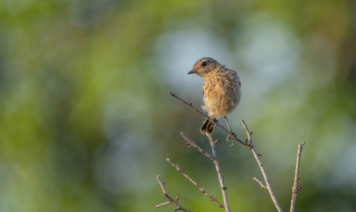 Young European Stonechat (Saxicola rubicola) Poster och Canvastavla