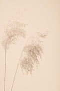 Reed Grass Beige 08 Poster och Canvastavla