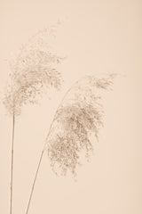 Reed Grass Beige 08 Poster och Canvastavla