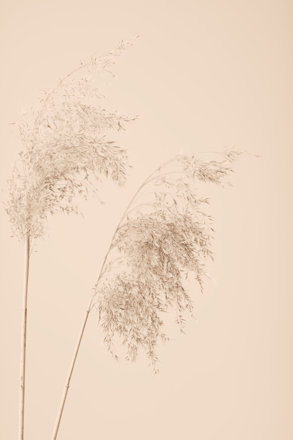 Reed Grass Beige 08 Poster och Canvastavla