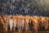 golden Poster och Canvastavla