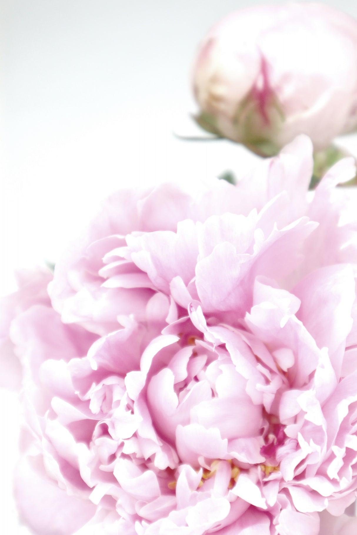 Subdued peony IX Poster och Canvastavla