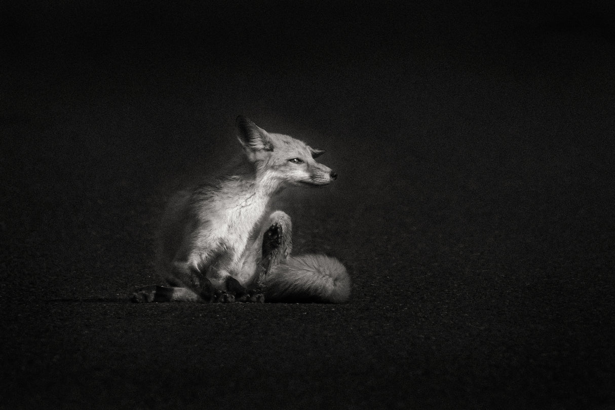 Portrait of a Fox Poster och Canvastavla