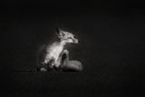 Portrait of a Fox Poster och Canvastavla