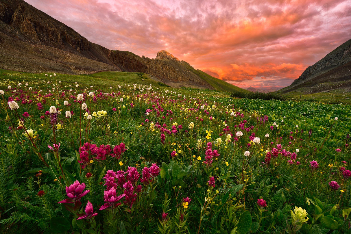 Carpet of Wildflowers Poster och Canvastavla