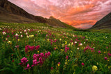 Carpet of Wildflowers Poster och Canvastavla