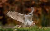 Swooping for the kill Poster och Canvastavla