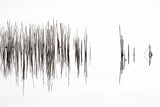 Rhythm Poster och Canvastavla