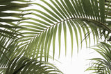 Palm Leaves Foliage Photo 01 Poster och Canvastavla