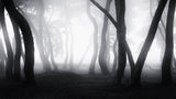 into the Mist Poster och Canvastavla