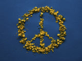 The colors of Ukraine and the symbol of peace Poster och Canvastavla