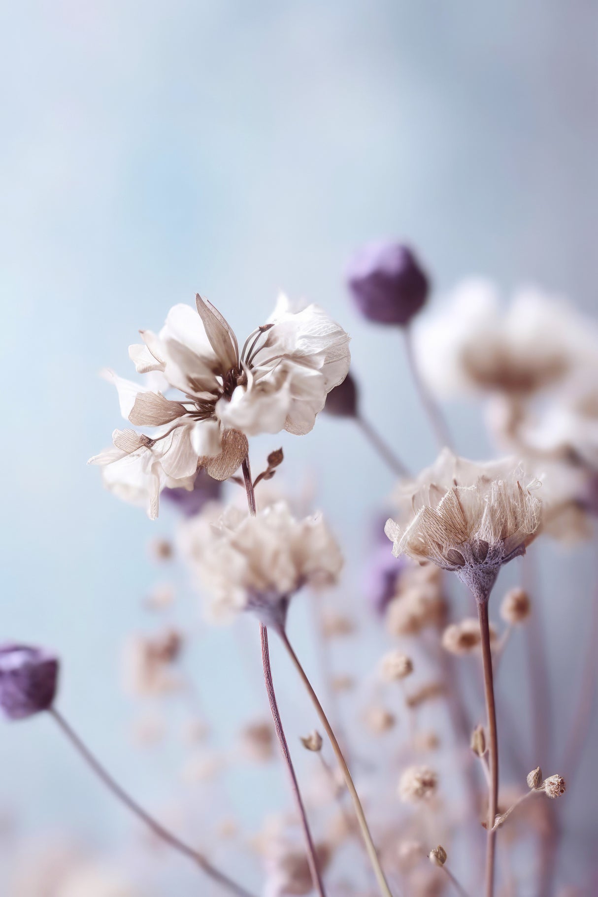 Pastel Dry Flowers No 4 Poster och Canvastavla