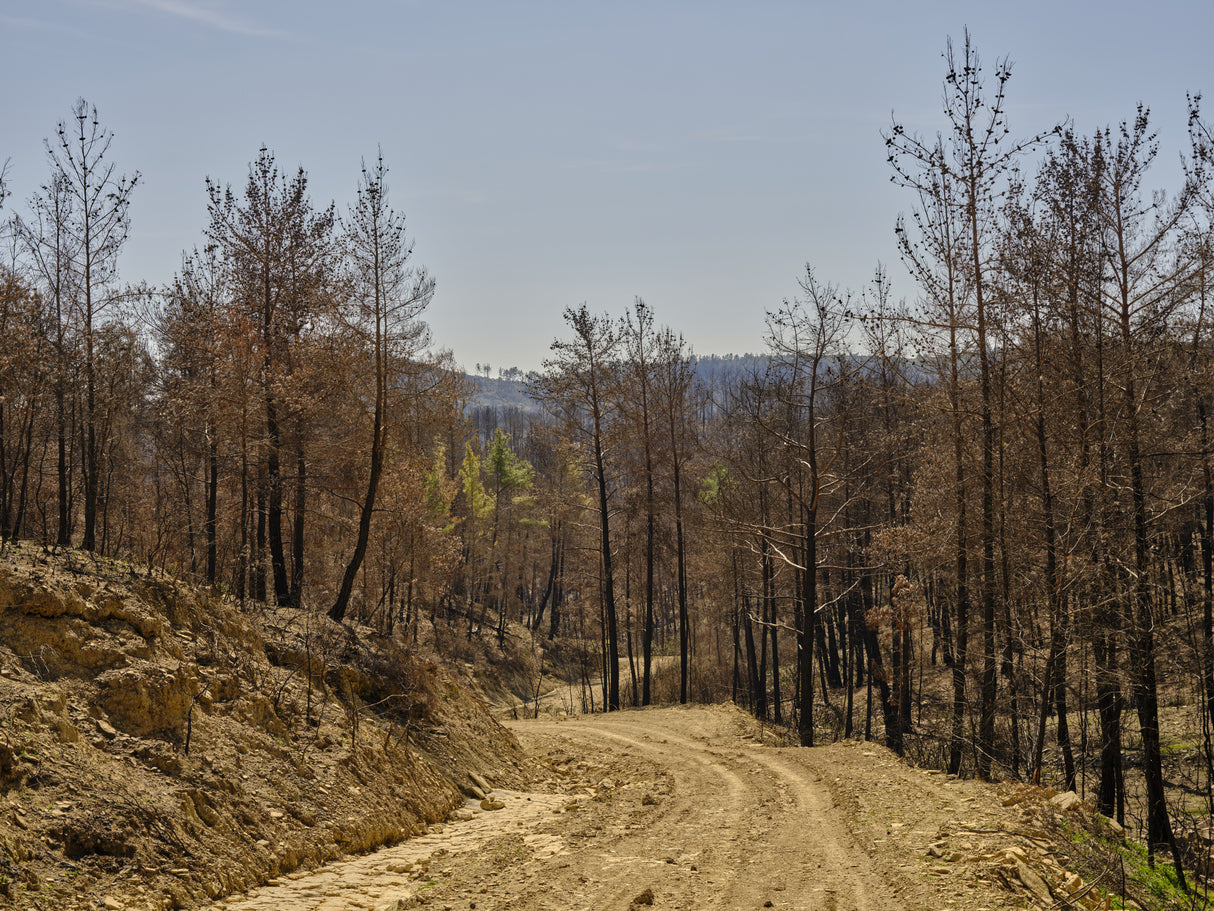 burnt trees in the forest Poster och Canvastavla