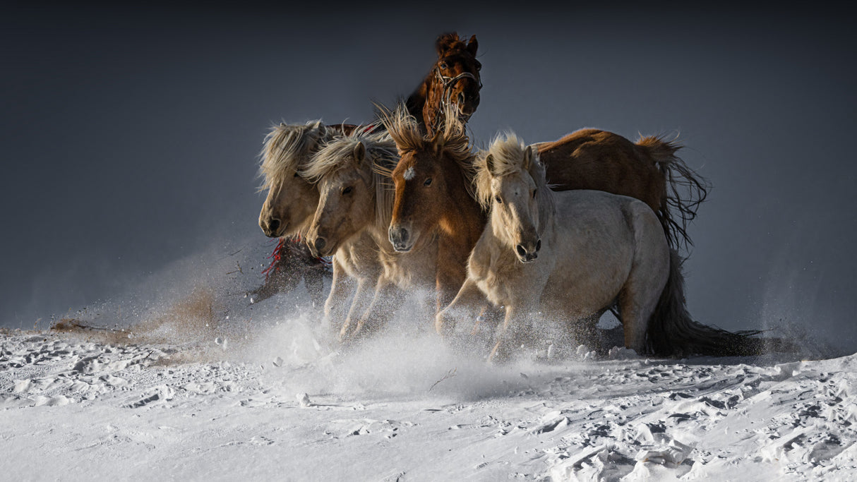 Five Horses Poster och Canvastavla