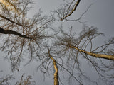 burnt trees in the forest Poster och Canvastavla