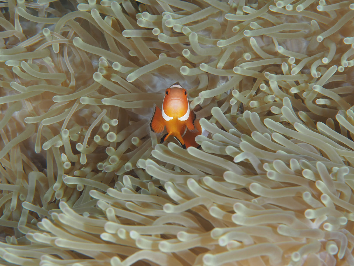 Amphiprion Ocellaris Poster och Canvastavla