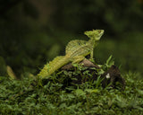 Basiliscus Lizard Poster och Canvastavla