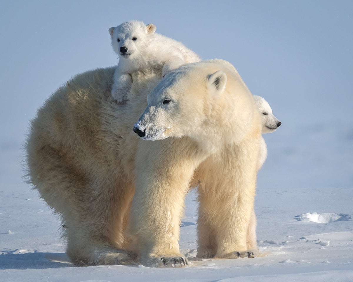 Mischievous little polar bear Poster och Canvastavla