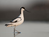Pied Avocet Poster och Canvastavla