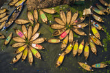Traditional wooden boats and life Poster och Canvastavla