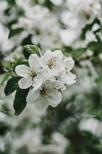 Spring Series - Apple Blossoms in the Rain 2/12 Poster och Canvastavla