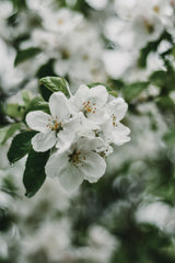 Spring Series - Apple Blossoms in the Rain 2/12 Poster och Canvastavla