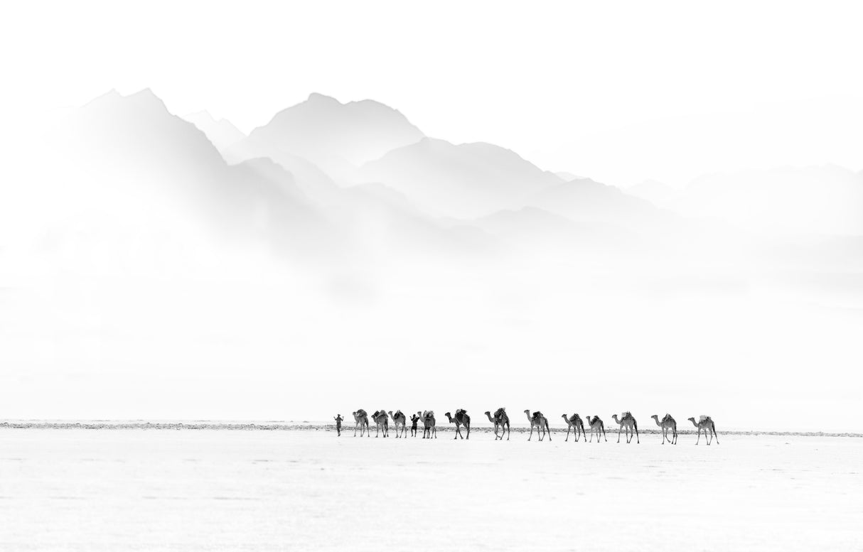 Camel Caravan Poster och Canvastavla