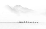 Camel Caravan Poster och Canvastavla