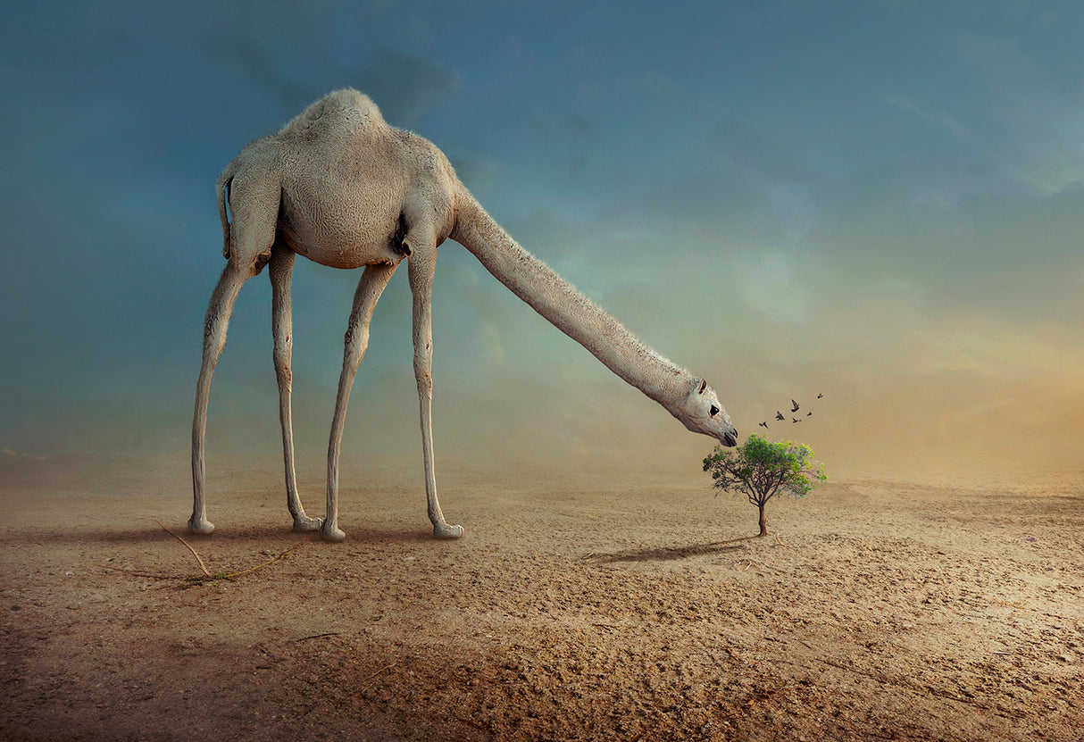 Camel and Tree Poster och Canvastavla