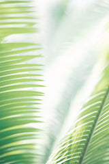 Light Palm tree leaves_2 Poster och Canvastavla