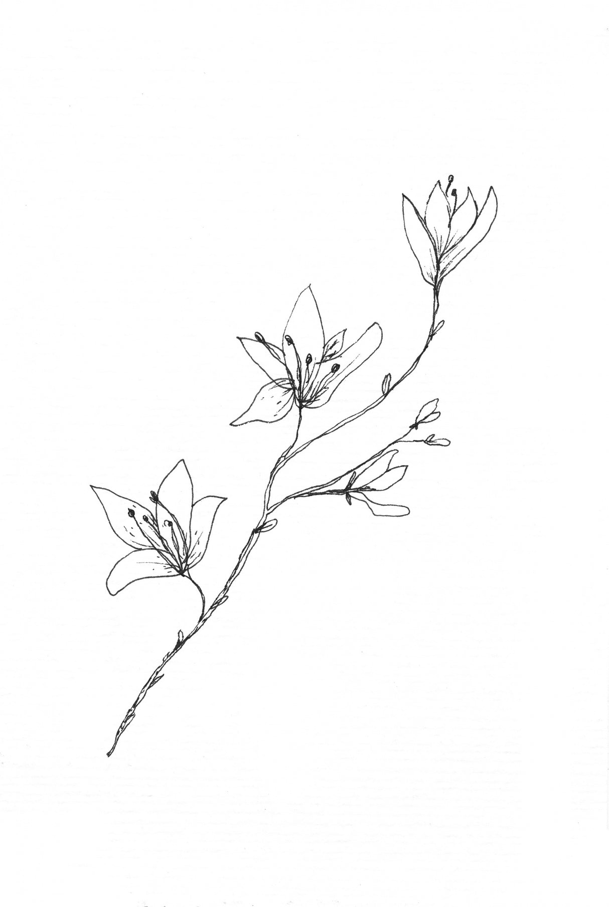 Botanical Trio 1 Poster och Canvastavla