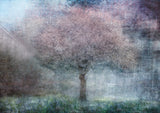 Magic of spring Poster och Canvastavla