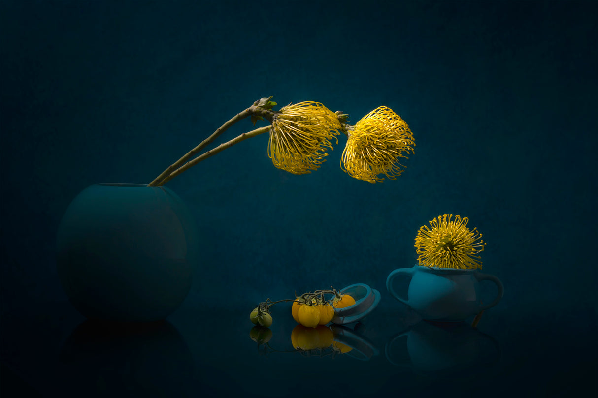 Yellow Leucospermum Poster och Canvastavla