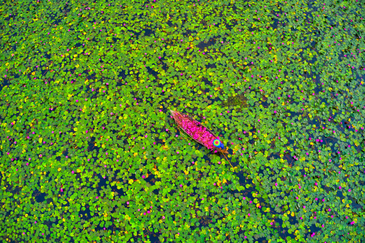 Collecting waterlily Poster och Canvastavla