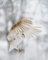 White angel Poster och Canvastavla