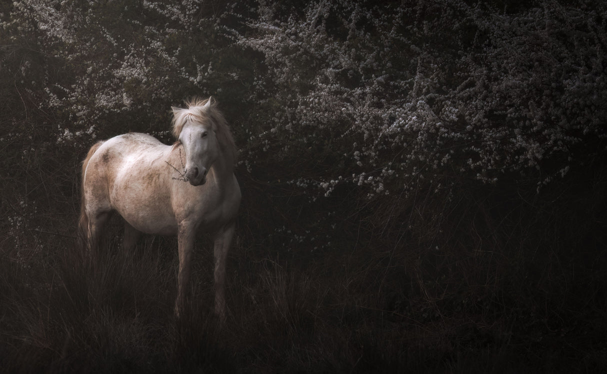 Shadowfax Poster och Canvastavla